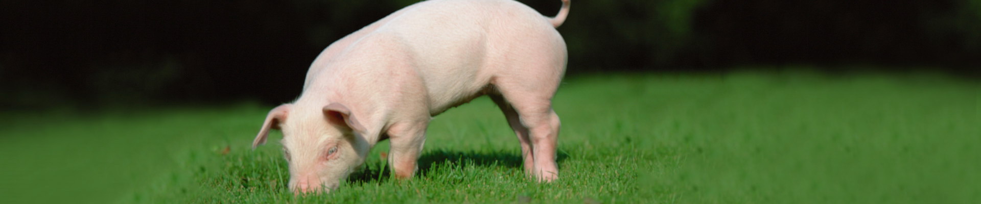 BG大游·(集团)视讯官方网站